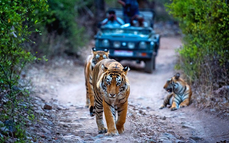 Golden Triangle Tour With Ranthambore
