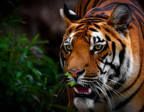 5 Days Nainital & Jim Corbett Tour Package