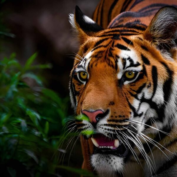 5 Days Nainital & Jim Corbett Tour Package