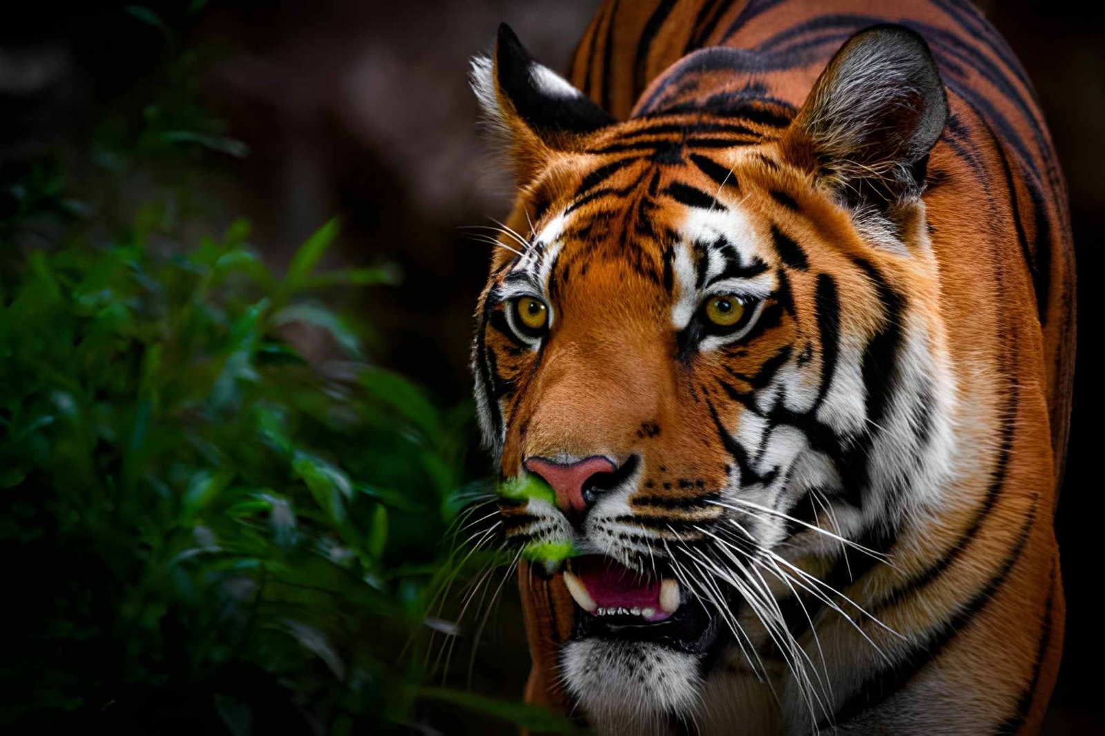 5 Days Nainital & Jim Corbett Tour Package
